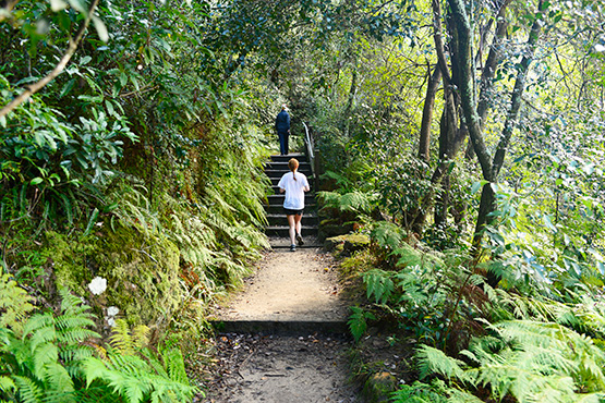 Bradleys Head to Chowder Bay Walk, Sydney