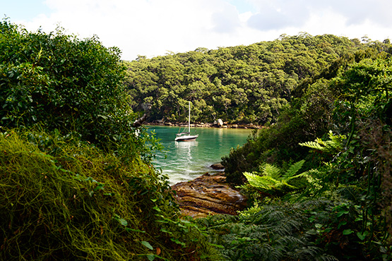 Bradleys Head to Chowder Bay Walk, Sydney