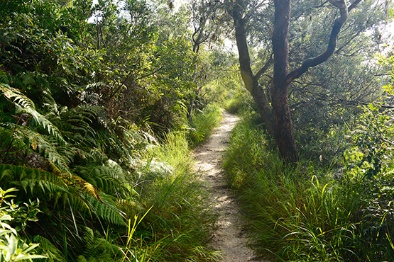 Bradleys Head to Chowder Bay Walk, Sydney