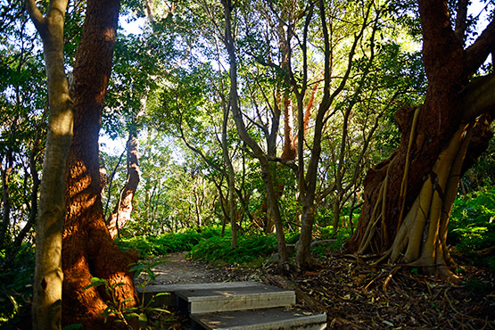 Chowder Bay to Balmoral Beach walk