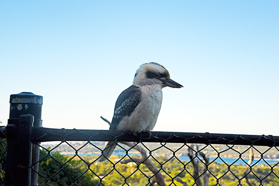 Chowder Bay to Balmoral Beach walk