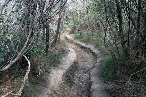 The Crater Cove Walking Track, Sydney