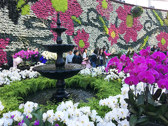 A showcase pond in the heart of the Royal Botanic Gardens, Sydney