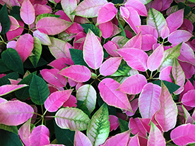 Plant with red variagated leaves in the Calyx, Sydney