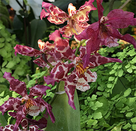 Plant with red variagated leaves in the Calyx, Sydney