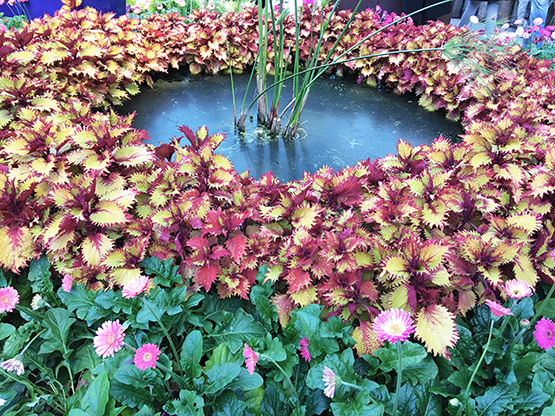 The island centrepiece of the new Calyx display at the Sydney Royal Botanic Gardens