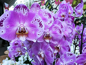 Orchids in The Calyx in the Sydney Royal Botancic Garden