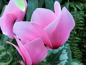 Flowers in the Calyx in the RGB in Sydney