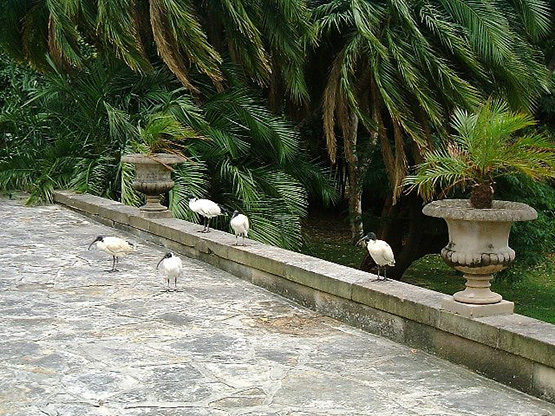 Stone pathway at Government House, Sydney