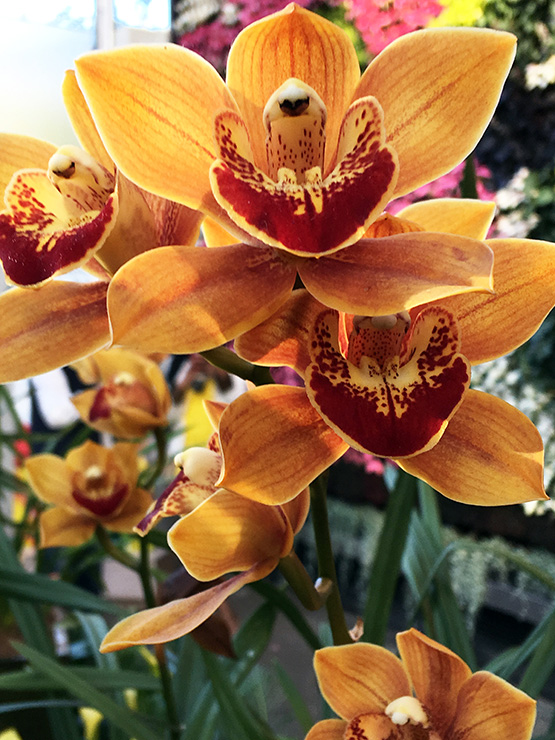 Orchids in the Calyx in the Royal Botanic Garden in Sydney.