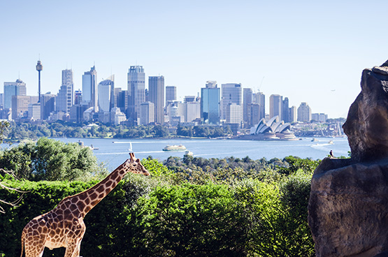 Giraffe enclosure at Taronga Zoo, Sydney