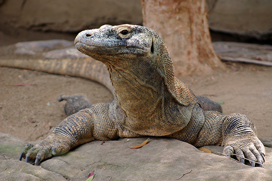 Komodo dragon at taronga Zoo, Sydney