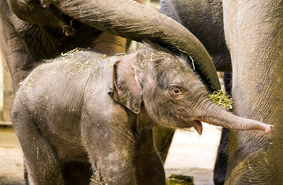 Jai Dee at the Taronga Zoo, Sydney