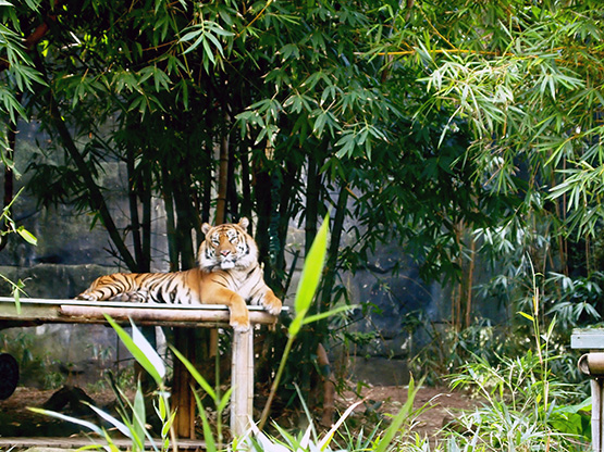 A tiger in his zoo enclosure., Sydney